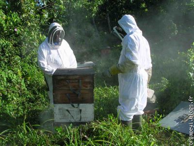préparation ouverture d'une ruche